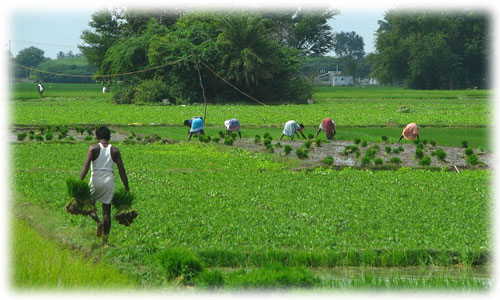 Gumla Farming