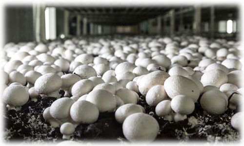 Mushroom Farming